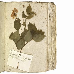 Antico erbario con centinaia di campioni essiccati. Seconda met&agrave; del XVIII secolo.  - Asta Libri, manoscritti e autografi - Associazione Nazionale - Case d'Asta italiane