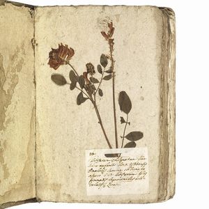 Antico erbario con centinaia di campioni essiccati. Seconda met&agrave; del XVIII secolo.  - Asta Libri, manoscritti e autografi - Associazione Nazionale - Case d'Asta italiane