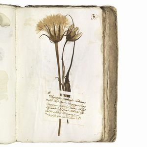 Antico erbario con centinaia di campioni essiccati. Seconda met&agrave; del XVIII secolo.  - Asta Libri, manoscritti e autografi - Associazione Nazionale - Case d'Asta italiane