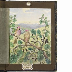 GUINET. E.   Acquarelles d�oiseaux  . 1825.  - Asta Libri, manoscritti e autografi - Associazione Nazionale - Case d'Asta italiane