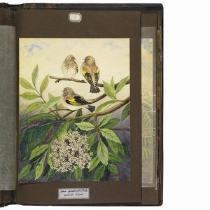 GUINET. E.   Acquarelles d�oiseaux  . 1825.  - Asta Libri, manoscritti e autografi - Associazione Nazionale - Case d'Asta italiane