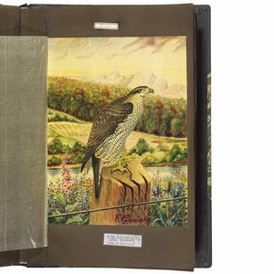 GUINET. E.   Acquarelles d�oiseaux  . 1825.  - Asta Libri, manoscritti e autografi - Associazione Nazionale - Case d'Asta italiane