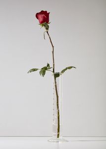 BEUYS JOSEPH (1921 - 1986) : Rose fur direkte Demokratie.  - Asta Asta 368 | ARTE MODERNA E CONTEMPORANEA Tradizionale - Associazione Nazionale - Case d'Asta italiane