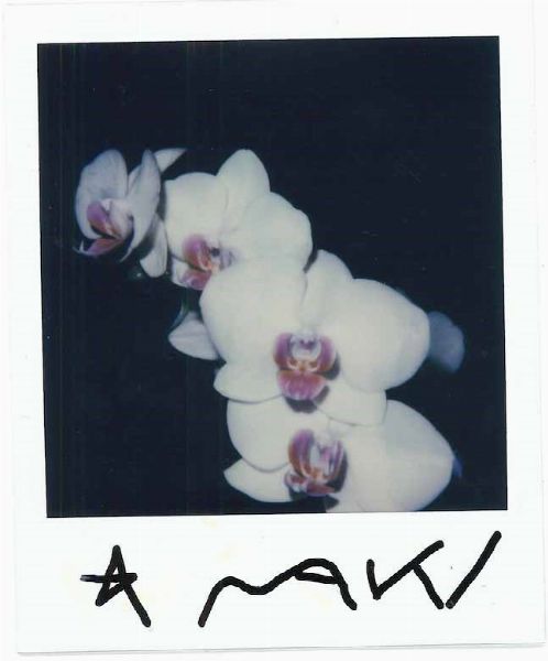 NOBUYOSHI ARAKI : White Orchid  - Asta Arte Moderna e Contemporanea e Fotografia - Associazione Nazionale - Case d'Asta italiane