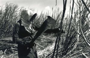 Sebastiao Salgado - Brazil Sugar Cane