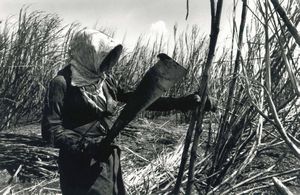 Sebastiao Salgado : Brazil Sugar Cane  - Asta Arte Moderna e Contemporanea e Fotografia - Associazione Nazionale - Case d'Asta italiane