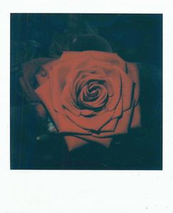 NOBUYOSHI ARAKI - Red Rose