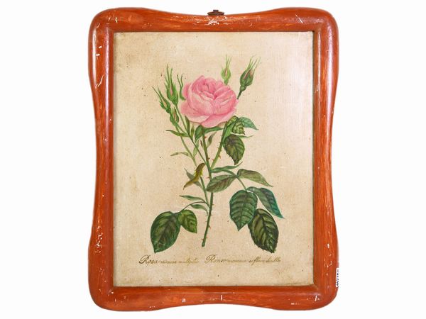 Erbario  - Asta L'Arte di Arredare - Associazione Nazionale - Case d'Asta italiane