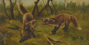 Michelangelo Meucci - Volpi a fagiano