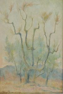 Ghigo Tommasi - Ulivo secco - Suvereto