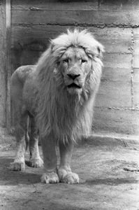 Anna Golubovskaja - La danza del destino 50 giorno dellinvasione