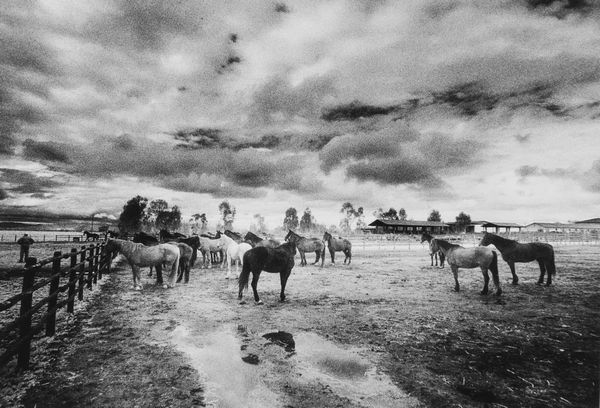 Massimo Vannozzi : Landscape with horses  - Asta Fotografia - Associazione Nazionale - Case d'Asta italiane