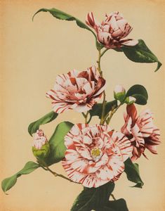 Kazuma Ogawa - Still life