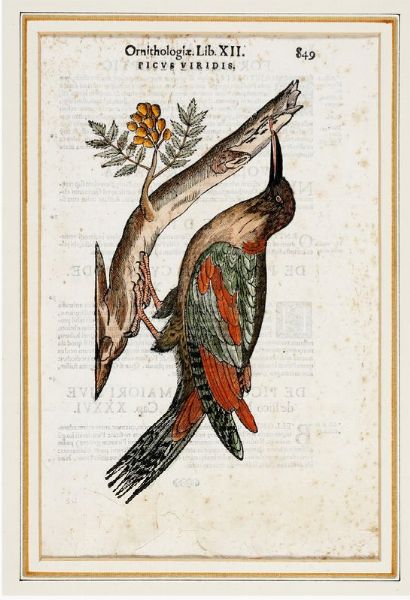 ULISSE ALDROVANDI : Quattro tavole da Ornithologiae hoc est De auibus historiae libri XII.  - Asta Stampe, disegni e dipinti antichi, moderni e contemporanei   - Associazione Nazionale - Case d'Asta italiane