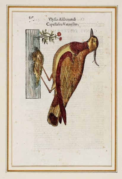 ULISSE ALDROVANDI : Quattro tavole da Ornithologiae hoc est De auibus historiae libri XII.  - Asta Stampe, disegni e dipinti antichi, moderni e contemporanei   - Associazione Nazionale - Case d'Asta italiane