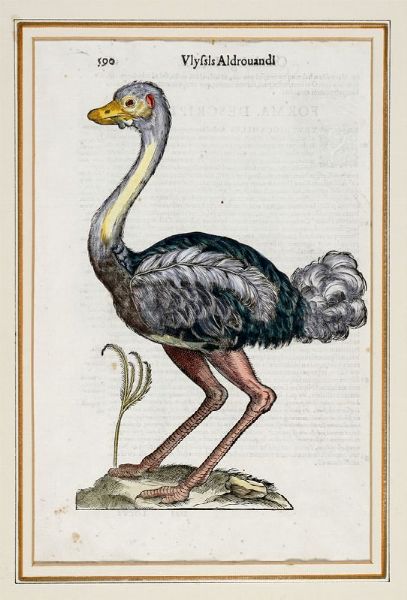 ULISSE ALDROVANDI : Quattro tavole da Ornithologiae hoc est De auibus historiae libri XII.  - Asta Stampe, disegni e dipinti antichi, moderni e contemporanei   - Associazione Nazionale - Case d'Asta italiane