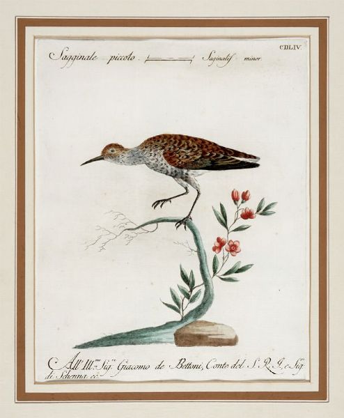 Saverio Manetti : Quattro tavole ornitologiche.  - Asta Stampe, disegni e dipinti antichi, moderni e contemporanei   - Associazione Nazionale - Case d'Asta italiane