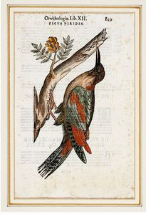 ULISSE ALDROVANDI - Quattro tavole da Ornithologiae hoc est De auibus historiae libri XII.