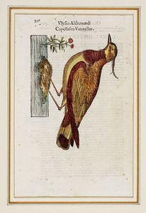 ULISSE ALDROVANDI : Quattro tavole da Ornithologiae hoc est De auibus historiae libri XII.  - Asta Stampe, disegni e dipinti antichi, moderni e contemporanei   - Associazione Nazionale - Case d'Asta italiane