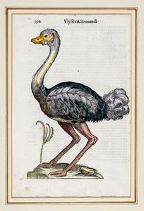 ULISSE ALDROVANDI : Quattro tavole da Ornithologiae hoc est De auibus historiae libri XII.  - Asta Stampe, disegni e dipinti antichi, moderni e contemporanei   - Associazione Nazionale - Case d'Asta italiane