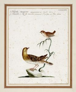 Saverio Manetti - Quattro tavole ornitologiche.