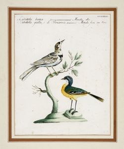 Saverio Manetti : Quattro tavole ornitologiche.  - Asta Stampe, disegni e dipinti antichi, moderni e contemporanei   - Associazione Nazionale - Case d'Asta italiane