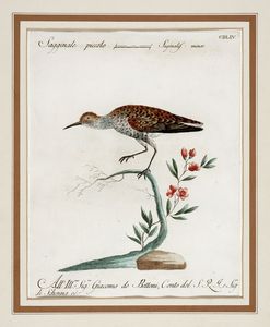 Saverio Manetti : Quattro tavole ornitologiche.  - Asta Stampe, disegni e dipinti antichi, moderni e contemporanei   - Associazione Nazionale - Case d'Asta italiane