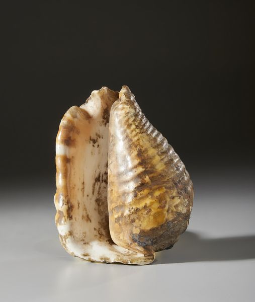 . : Conchiglia  - Asta Asta 373 | ARTE ORIENTALE E ISLAMICA - ARTE ORIENALE E WUNDERKAMMER Online - Associazione Nazionale - Case d'Asta italiane