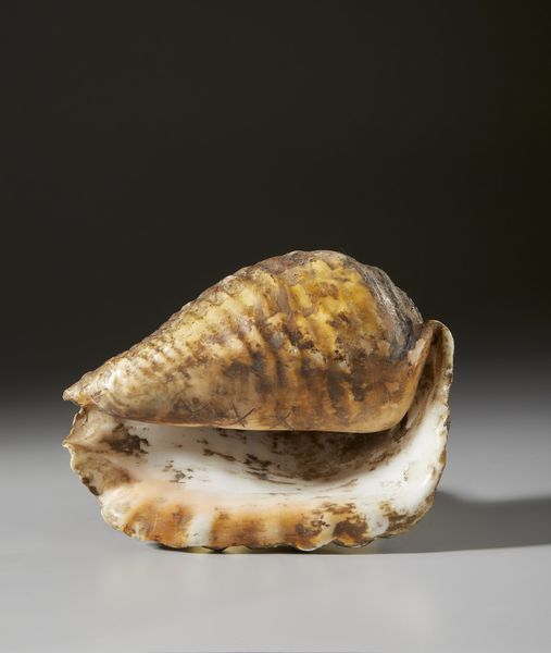 . : Conchiglia  - Asta Asta 373 | ARTE ORIENTALE E ISLAMICA - ARTE ORIENALE E WUNDERKAMMER Online - Associazione Nazionale - Case d'Asta italiane