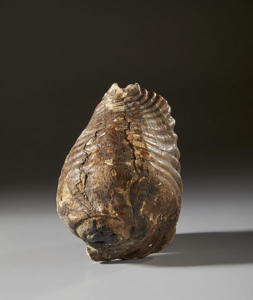 . : Conchiglia  - Asta Asta 373 | ARTE ORIENTALE E ISLAMICA - ARTE ORIENALE E WUNDERKAMMER Online - Associazione Nazionale - Case d'Asta italiane