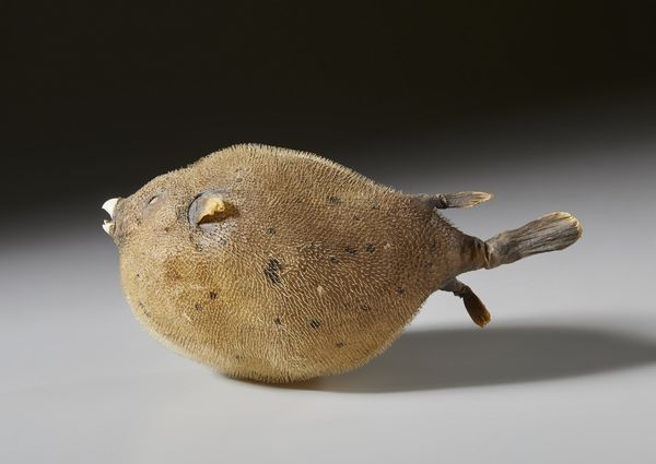 . : Coppia di pesci palla essiccati  - Asta Asta 373 | ARTE ORIENTALE E ISLAMICA - ARTE ORIENALE E WUNDERKAMMER Online - Associazione Nazionale - Case d'Asta italiane