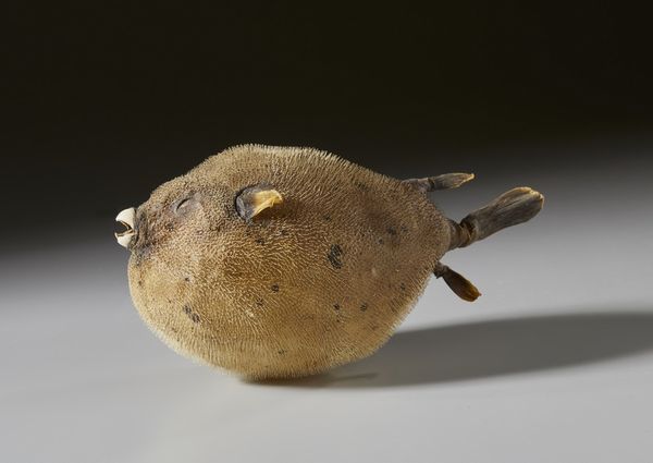 . : Coppia di pesci palla essiccati  - Asta Asta 373 | ARTE ORIENTALE E ISLAMICA - ARTE ORIENALE E WUNDERKAMMER Online - Associazione Nazionale - Case d'Asta italiane