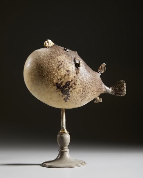 . : Pesce palla essiccato  - Asta Asta 373 | ARTE ORIENTALE E ISLAMICA - ARTE ORIENALE E WUNDERKAMMER Online - Associazione Nazionale - Case d'Asta italiane