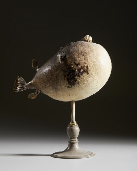 . : Pesce palla essiccato  - Asta Asta 373 | ARTE ORIENTALE E ISLAMICA - ARTE ORIENALE E WUNDERKAMMER Online - Associazione Nazionale - Case d'Asta italiane