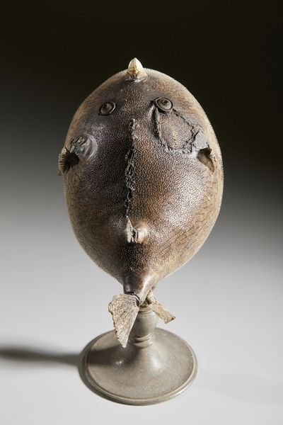 . : Pesce palla essiccato  - Asta Asta 373 | ARTE ORIENTALE E ISLAMICA - ARTE ORIENALE E WUNDERKAMMER Online - Associazione Nazionale - Case d'Asta italiane