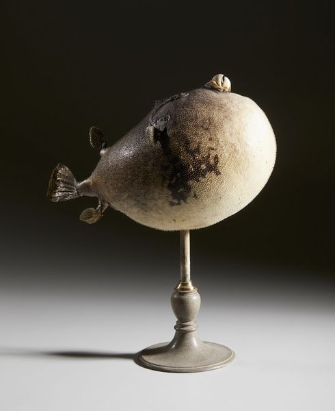 . : Pesce palla essiccato  - Asta Asta 373 | ARTE ORIENTALE E ISLAMICA - ARTE ORIENALE E WUNDERKAMMER Online - Associazione Nazionale - Case d'Asta italiane