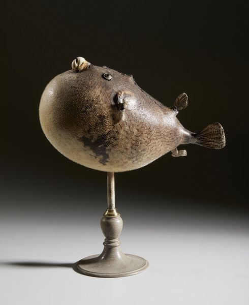 . : Pesce palla essiccato  - Asta Asta 373 | ARTE ORIENTALE E ISLAMICA - ARTE ORIENALE E WUNDERKAMMER Online - Associazione Nazionale - Case d'Asta italiane