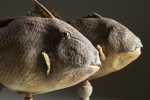 . : Coppia di pesci balestra  - Asta Asta 373 | ARTE ORIENTALE E ISLAMICA - ARTE ORIENALE E WUNDERKAMMER Online - Associazione Nazionale - Case d'Asta italiane