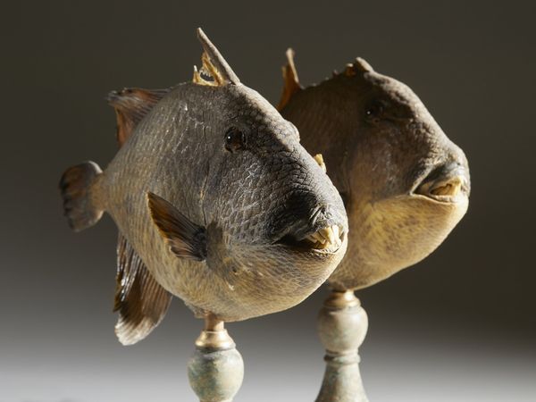 . : Coppia di pesci balestra  - Asta Asta 373 | ARTE ORIENTALE E ISLAMICA - ARTE ORIENALE E WUNDERKAMMER Online - Associazione Nazionale - Case d'Asta italiane