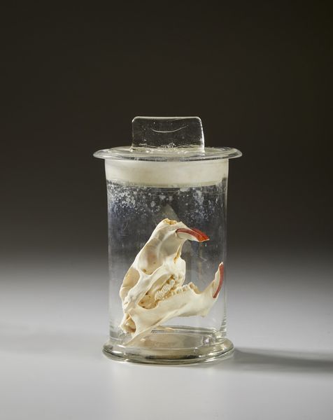 . : Cinque vasi contenenti reperti anatomici  - Asta Asta 373 | ARTE ORIENTALE E ISLAMICA - ARTE ORIENALE E WUNDERKAMMER Online - Associazione Nazionale - Case d'Asta italiane