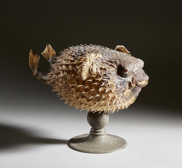 . : Pesce istrice  - Asta Asta 373 | ARTE ORIENTALE E ISLAMICA - ARTE ORIENALE E WUNDERKAMMER Online - Associazione Nazionale - Case d'Asta italiane