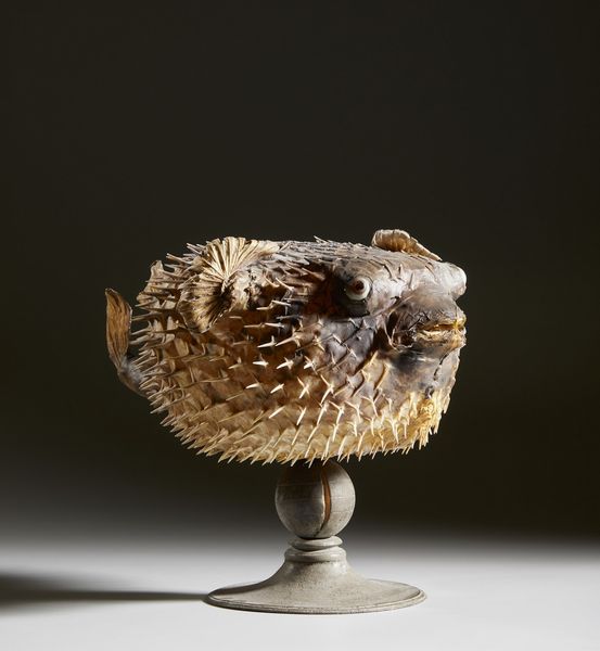 . : Pesce istrice  - Asta Asta 373 | ARTE ORIENTALE E ISLAMICA - ARTE ORIENALE E WUNDERKAMMER Online - Associazione Nazionale - Case d'Asta italiane