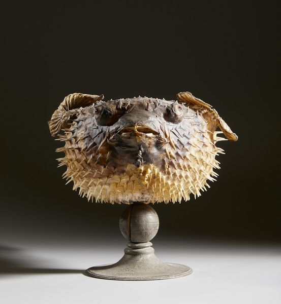 . : Pesce istrice  - Asta Asta 373 | ARTE ORIENTALE E ISLAMICA - ARTE ORIENALE E WUNDERKAMMER Online - Associazione Nazionale - Case d'Asta italiane