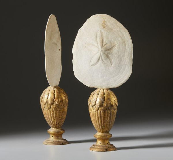 . : Coppia di ricci marini  - Asta Asta 373 | ARTE ORIENTALE E ISLAMICA - ARTE ORIENALE E WUNDERKAMMER Online - Associazione Nazionale - Case d'Asta italiane