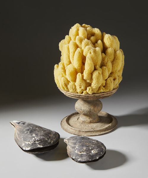 . : Spugna marina e conchiglie  - Asta Asta 373 | ARTE ORIENTALE E ISLAMICA - ARTE ORIENALE E WUNDERKAMMER Online - Associazione Nazionale - Case d'Asta italiane