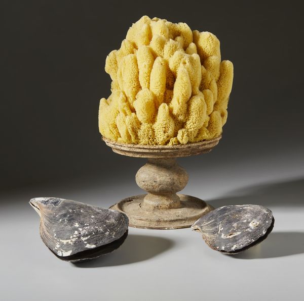 . : Spugna marina e conchiglie  - Asta Asta 373 | ARTE ORIENTALE E ISLAMICA - ARTE ORIENALE E WUNDERKAMMER Online - Associazione Nazionale - Case d'Asta italiane