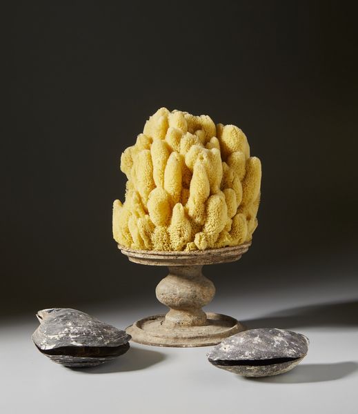 . : Spugna marina e conchiglie  - Asta Asta 373 | ARTE ORIENTALE E ISLAMICA - ARTE ORIENALE E WUNDERKAMMER Online - Associazione Nazionale - Case d'Asta italiane