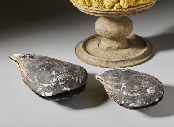 . : Spugna marina e conchiglie  - Asta Asta 373 | ARTE ORIENTALE E ISLAMICA - ARTE ORIENALE E WUNDERKAMMER Online - Associazione Nazionale - Case d'Asta italiane