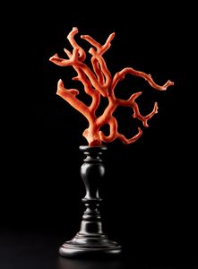 . - Ramo di corallo rosso Italia