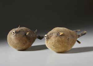 . - Coppia di pesci palla essiccati